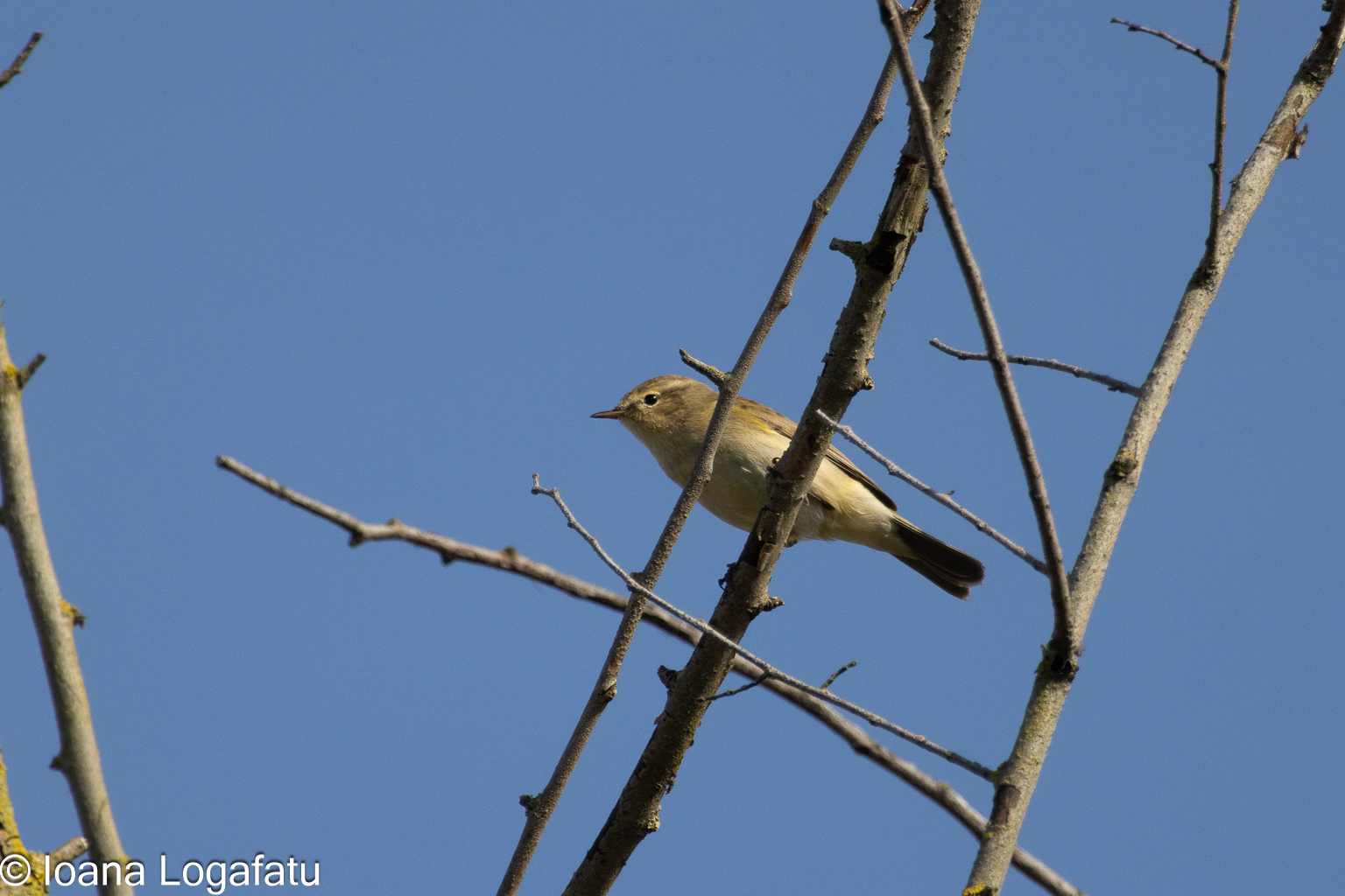 Bird perched on branches against a blue sky